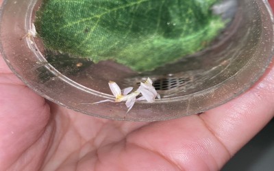 BABY ORCHID MANTIS